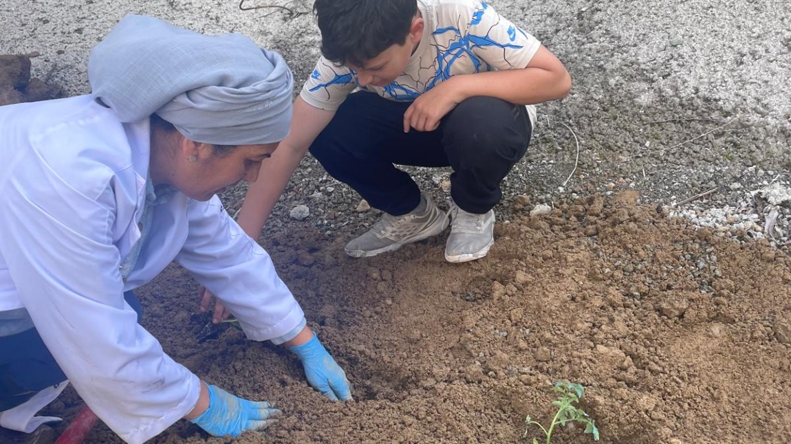 OKULUMUZDA ÖĞRENCİLERİMİZLE SEBZE BAHÇESİ YAPTIK